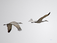 Sandhill Cranes 3525